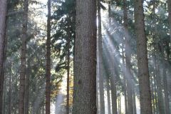 Promienie słońca przebijające się przez korony drzew