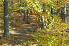 Buczynową drogą w odcieniach złota i miedzi