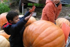 Pumpkins Patch - not so easy to choose the right one ;)