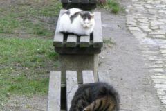 Co ławka, to kot :D