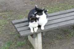 No chodź tutaj - umyję ci ucho