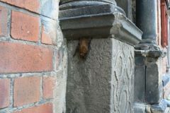 Wisiał sobie taki jeden na występie muru