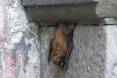 Wisiał sobie taki jeden na występie muru