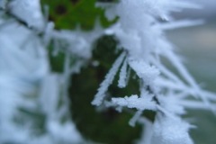 Dłuugie igiełki na liściu