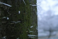 Niesamowite 'szpileczki' na pniu drzewa