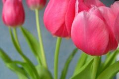 Tulipan #1