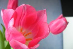 Tulipan #2