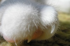 Pazurki są ostre, ale rzadko używane (przynajmniej na opiekunach ;)