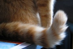 Piękny pręgowany ogonek z biegiem czasu bielejący od końca