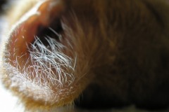 Zawsze czujnie nadstawione z rysiowymi antenkami