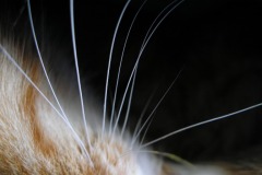 Najważniejszy zmysł - wibrysy pomagają w poznawaniu otoczenia, ale też.. utrzymaniu równowagi