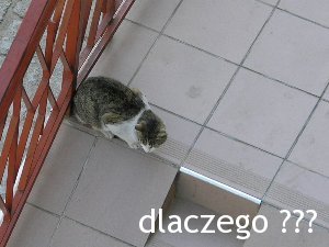 kocurek.JPG